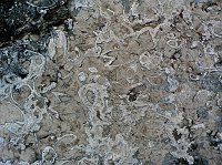 16 - fossili